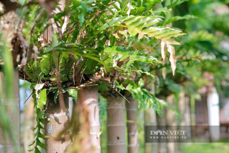 Tận dụng thân cau làm giá đỡ, ông Dũng đã tạo ra môi trường lý tưởng cho Cốt Toái Bổ phát triển bền vững.