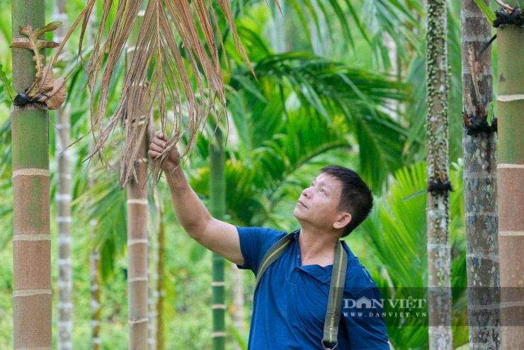 Ông Hà Văn Dũng (SN 1966) đã thành công trong việc chuyển đổi từ cây mía kém hiệu quả sang mô hình trồng cau đa giá trị.