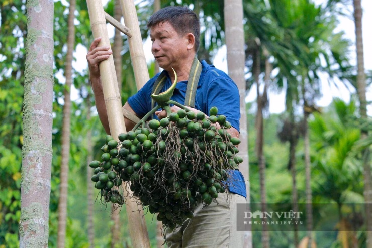 Mô hình nông nghiệp đa tầng không chỉ mang lại tiền bạc mà còn giúp ổn định sinh kế cho người dân trong vùng.