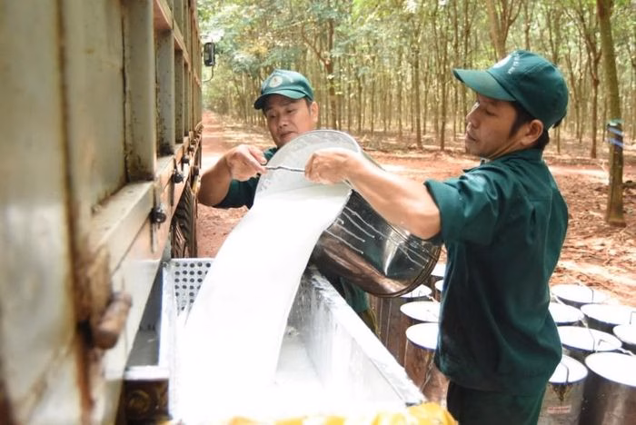 Giá thu mua mủ cao su tại nhiều doanh nghiệp lớn trong nước hôm nay tiếp tục đi ngang. Ảnh minh họa